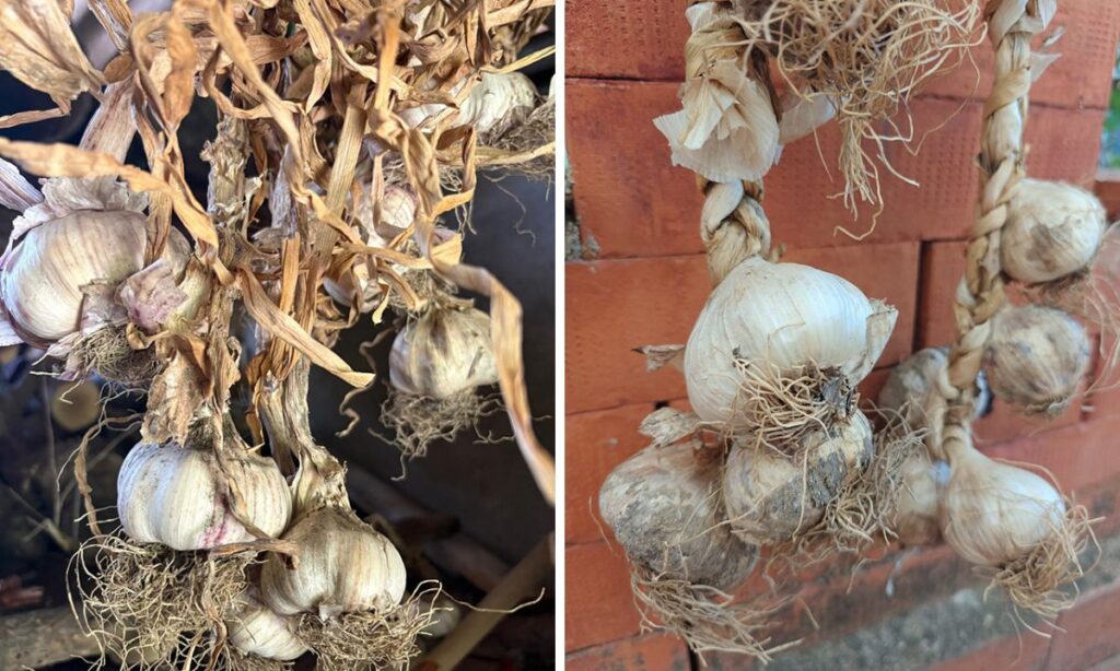 Due fotografie affiancate di aglio rosa di Nicastro in trecce, con bulbi dalle sfumature rosate, radici e foglie essiccate.