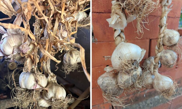 Due fotografie affiancate di aglio rosa di Nicastro in trecce, con bulbi dalle sfumature rosate, radici e foglie essiccate.