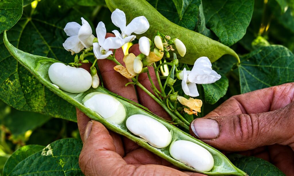 Mani sostengono un baccello verde aperto con grandi fagioli bianchi, accanto ai fiori e alle foglie della pianta