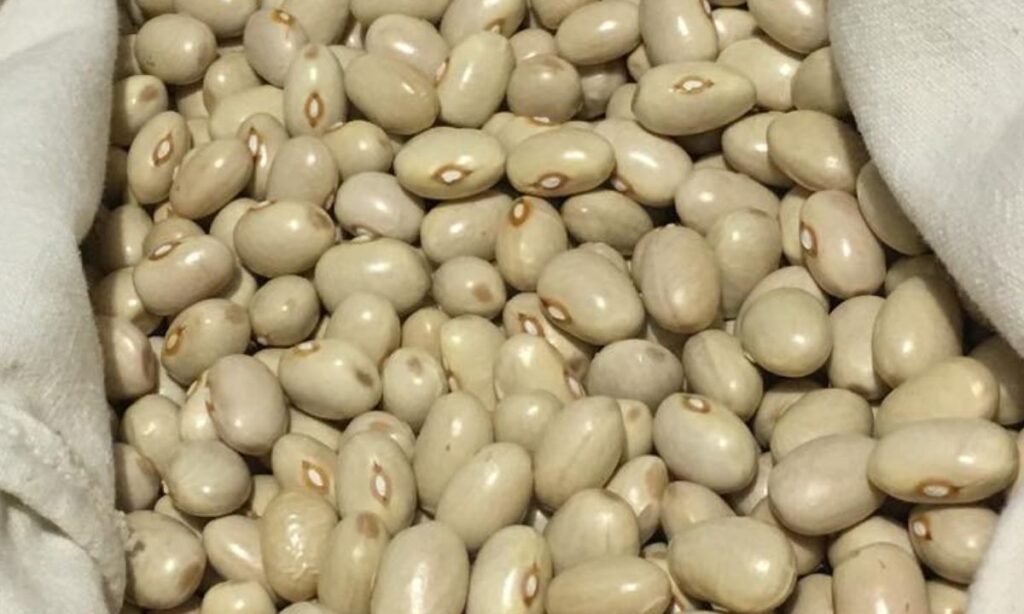 Sacco con all'interno il fagiolo poverello bianco